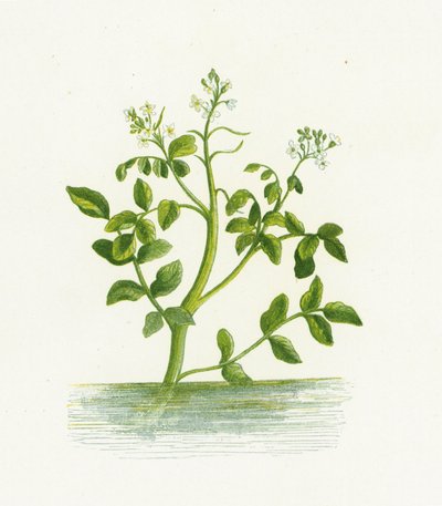 Cresson de fontaine, Nasturtium Officinale - English School